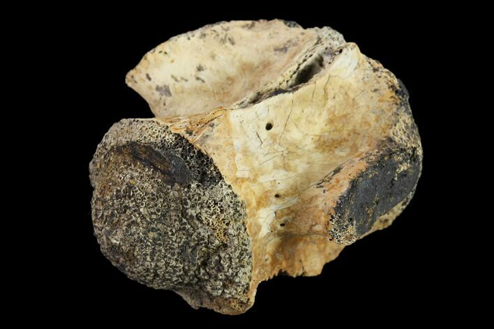 Fossil Crocodylomorph Vertebra - Montana #134811